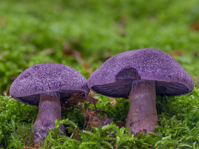 Cortinarius violaceus